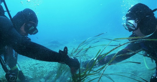 La función de la inmensa masa de agua que ocupa el 71 % de la tierra es esencial para el clima y el bienestar humano / Foto: EFE