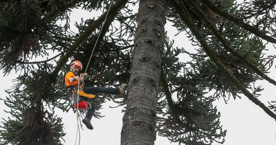 Un proyecto para conservar más de 400 árboles patrimoniales de Quito inició / Foto: EFE