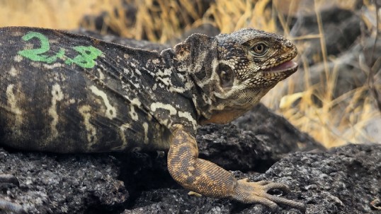 Expertos del Parque Nacional Galápagos y científicos asesores comprobaron que después de casi dos siglos las iguanas terrestres de la especie Conolophus subcristatu, se reproducen nuevamente en la isla Santiago. / Foto: cortesía Ministerio de Ambiente