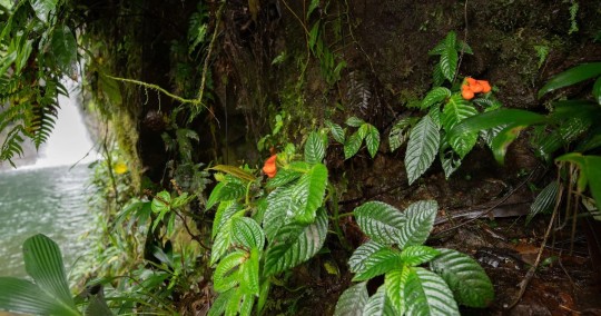 Planta endémica que se creía extinta es identificada luego de 40 años / Foto: EFE