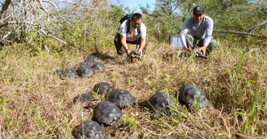 Fueron trasladadas en helicóptero hasta el centro sur de la isla Española / Foto: cortesía Ministerio de Ambiente