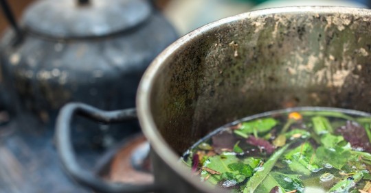 Ayahuasca, la bebida indígena que alimenta las neuronas / Foto: Shutterstock