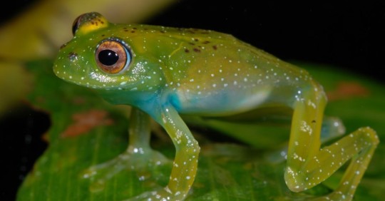 En el mundo hay más de 5.000 especies de anuros -ranas y sapos-, un grupo diverso con una notable variedad de colores / Foto: EFE