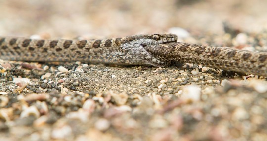 Estudio confirma canibalismo entre las culebras de Galápagos / Foto: EFE