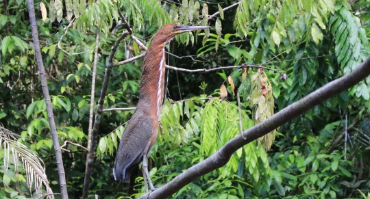 La deforestación afecta a diversas especies en Sucumbíos. / Foto: El Oriente