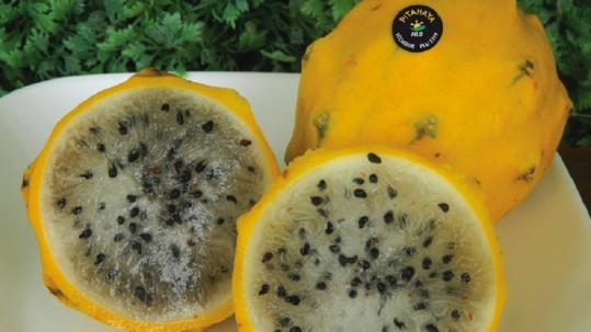 La pitahaya se abre nuevos mercados y conquista Miami / Foto: cortesía