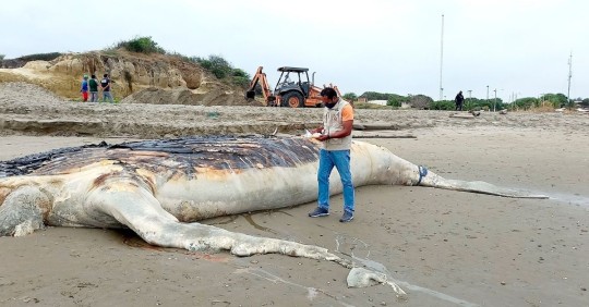 Ballena jorobada, que se varó en playa de Posorja, fue enterrada/ Foto: EFE
