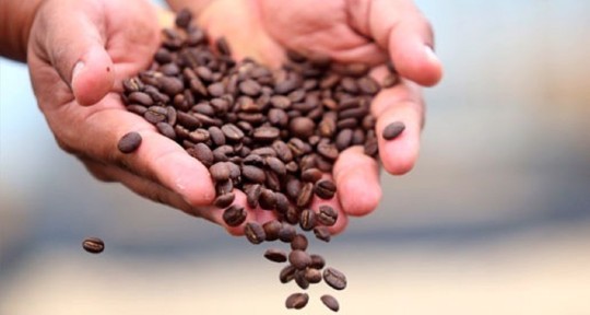 Un café con identidad amazónica busca conquistar los mercados locales y extranjeros / Foto: cortesía Atasim Coffee