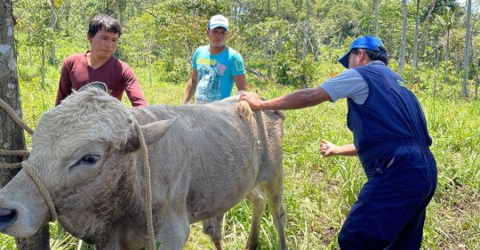 A través de actividades, los ganaderos desarrollan sus habilidades, en lo que se refiere a la sanidad animal / Foto: cortesía ministerio de Agricultura