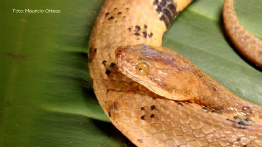 La boa recibió el nombre de “Tropidophis cacuangoae” en honor a la activista ecuatoriana, Dolores Cacuango.  (foto cortesía MAATE) 