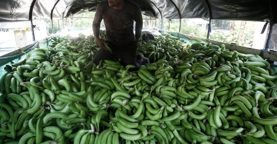 Gremios piden a supermercados de Europa y EEUU asumir coste justo de bananas / Foto: Google Images