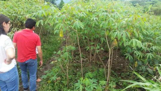ENSEÑANZA. El cacao fino de aroma es la especialidad en este sector amazónico. (Foto: Santa Rita, la ruta del cacao). Foto: La Hora