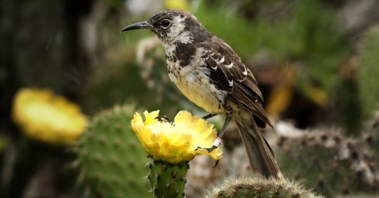 Buscan introducir especies extintas y restaurar ecología en isla de Galápagos / Foto: EFE