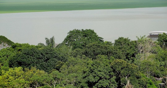 Científicos alertan que la Amazonía está próxima a entrar en un "catastrófico" punto de no retorno / Foto: EFE