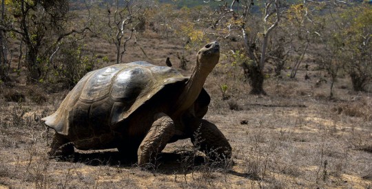 Cuatro nuevos virus fueron descubiertos en las tortugas gigantes de Galápagos / Foto: cortesía Fundación Charles Darwin