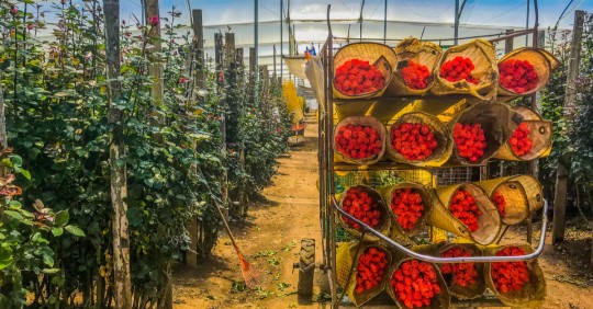 El sector florícola será el primero de Ecuador en convertirse en carbono neutro / Foto: Shutterstock