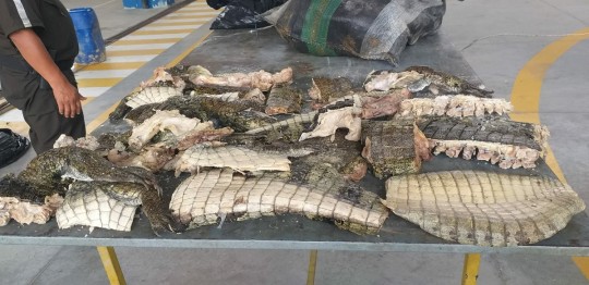 2 personas fueron aprehendidas por tráfico ilegal de carne de especies amenazadas / Foto: cortesía UPMA