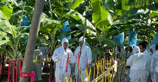 La raza 4 tropical (R4T) del hongo Fusarium infecta las plantas a través de las raíces y provoca una marchitez letal/ Foto: cortesía IICA