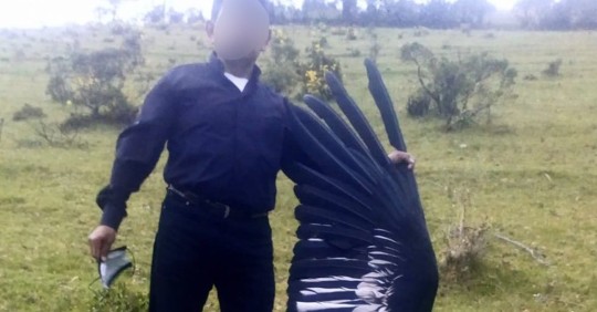 La muerte de una cóndor hembra en Imbabura es investigada / Foto: cortesía Fundación Cóndor Andino Ecuador