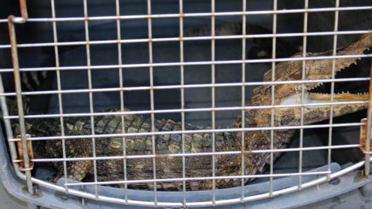 Tr[afico de animales silvestres - Foto: El Universo