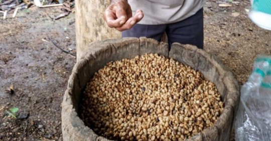El café amazónico Witoca conquista el mercado extranjero / Foto: cortesía Witoca
