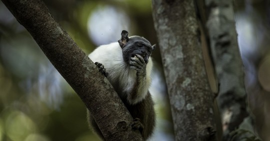 El avance inexorable de la ciudad de Manaos, en Brasil, ha dejado a este macaco, aislado entre la selva de cemento que crece a su alrededor/ Foto: cortesía EFE