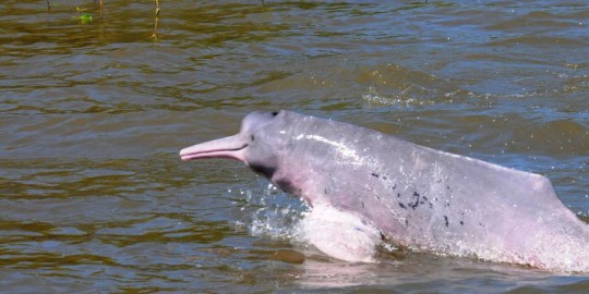 Delfín rosado, amenazado por la minería ilegal. Foto: El Tiempo