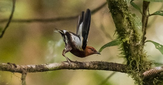Ecuador alberga más de 1.700 especies de aves y eso lo hace "un destino ideal para los observadores de aves" / Foto: EFE