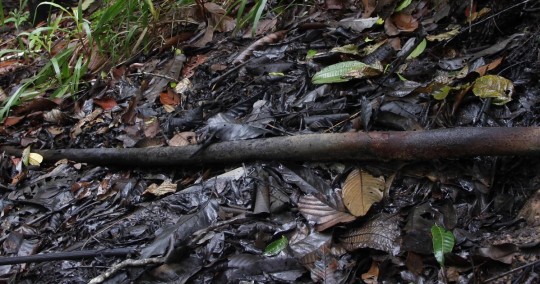 Habitantes denuncian derrame de Petroecuador en Pañacocha / Foto: El Oriente