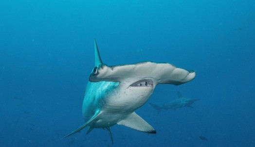 Tiburón viaja 4.000 kilómetros, regresa a Galápagos y no se sabe dónde está / Foto: EFE