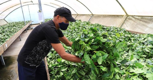 Desde la tagua hasta el cacao están entre las exportaciones que pueden crecer / Foto: EFE