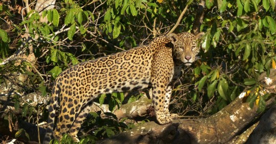 WWF busca respaldo de Latinoamérica para salvar el jaguar, su mayor felino / Foto EFE