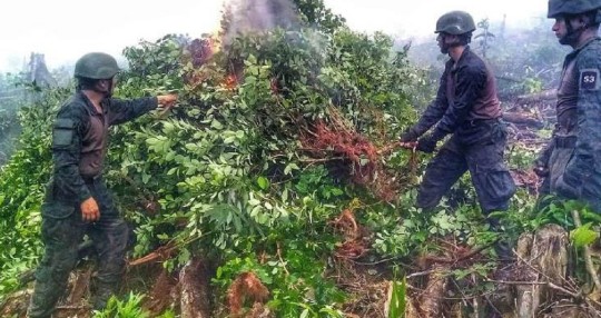 10 mil plantas de coca fueron localizadas y destruidas en Sucumbíos / Foto: cortesía Ejército