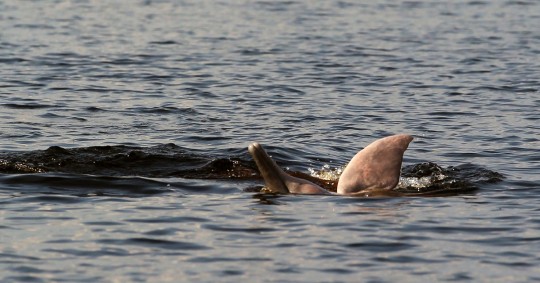 Estas especies están amenazadas por la actividad humana derivada de la pesca, la agricultura, la minería y la construcción de presas / Foto: EFE
