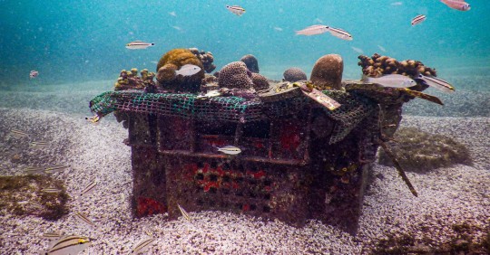 Se espera que dicho vivero, que está instalado en Bahía Academia, ubicada en Santa Cruz, contribuya a la restauración de uno de los ecosistemas marinos más frágiles que existen / Foto: EFE