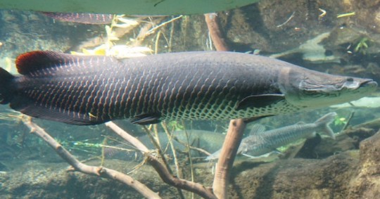 Lago Agrio destaca como pionera en el manejo, cultivo y comercialización de este pescado / Foto: cortesía 