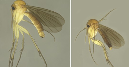 15 nuevas especies de mosquitos de los hongos fueron descritas en Napo / foto: Cortesía Inabio