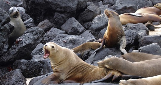 Fortalecen combate contra el tráfico de especies silvestres en Galápagos / Foto: EFE