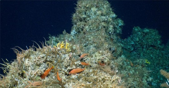 El hallazgo fue posible gracias al uso del Alvin, un vehículo de investigación sumergible de aguas profundas/ Fotos: Cortesía Parque Nacional Galápagos