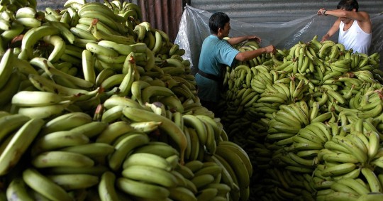 La Unión Europea (UE) fue el destino del 31,22 % de las exportaciones, con un total de 29,98 millones de cajas enviadas al bloqueo europeo / Foto: EFE