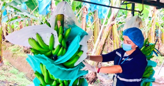 La plaga del Fusarium Foc R4T es una enfermedad que ataca los cultivos de musáceas/ Foto: cortesía CAN