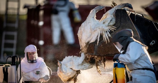 Argentina y Uruguay decretaron la emergencia sanitaria tras el hallazgo de los primeros casos de gripe aviar, aumentando así el nivel de la alerta en Latinoamérica  / Foto: EFE