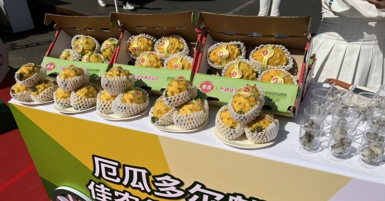 En 2 semanas se efectuaron 17 envíos con un total de 11.432,50 kilos de pitahaya, correspondiente a 4.573 cajas exportadas / Foto: cortesía Embajada de Ecuador en China
