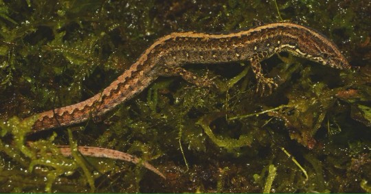 El nombre de esta nueva especie hace referencia a Dolores Cacuango, líder indígena del pueblo kayambi originario del norte del Ecuador/ Foto: Cortesía Inabio