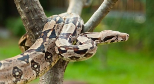 La boa es una especie vulnerable por el potencial peligro de extinción en el que se encuentra / Foto: cortesía Fiscalía General 