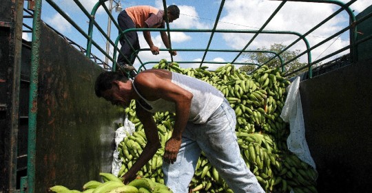 El sector bananero busca una relación más solida con Asia  / Foto: EFE
