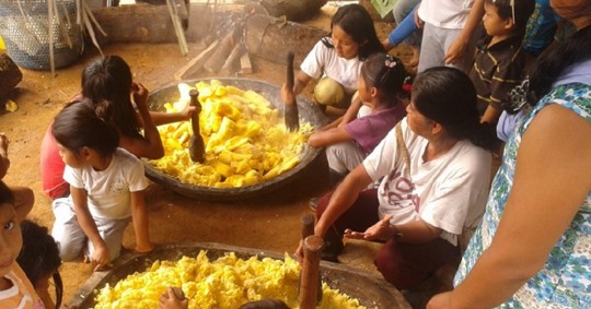 La actividad comienza con la siembra y cosecha de la yuca en las chacras/ Foto: cortesía Sarayakus.org