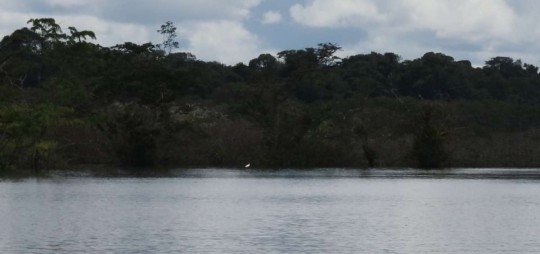Reserva Faunística Cuyabeno - Foto: El Telégrafo