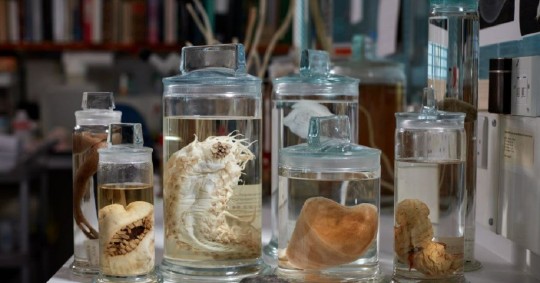 La zona, que abarca seis millones de kilómetros cuadrados desde Hawai hasta México, es una de las regiones más vírgenes del océano mundial/ Foto: cortesía EFE