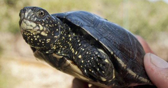 Comienza audiencia del caso sobre tortugas halladas en maleta en Galápagos / Foto: EFE